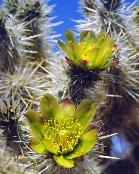 CA, Joshua Tree NP Silver Cholla Cactus flowers